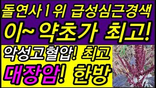 전세계적!돌연사1위!!급성심근경색!이~약초가 잡는다! 악성고혈압에 최고 좋은 약초다                                    자주색비름,자주색비름나물