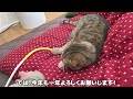 遅れてきた正月をまったり過ごす猫！