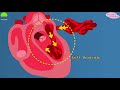 human heart human heart structure and function parts of the human heart video for kids