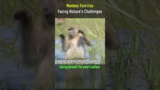 Monkey Families Facing Nature's Challenges