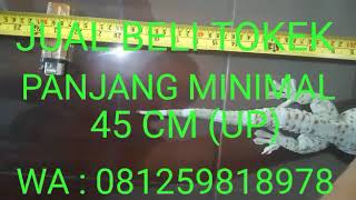 #newsrekomcakkincotokek JUAL BELI TOKEK MINIMAL PANJANG 45 cm (up)