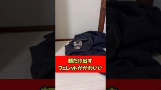 顔だけ出すフェレットがかわいい#ferret #癒し #ペット #animals #可愛い #服好き