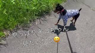 ミニピンのハムです😄今日のお散歩は暑くてバテたワン😆