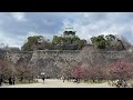 【大阪城梅林】思っていたより咲いていた　 osaka castle plum grove more plum blossoms than i expected