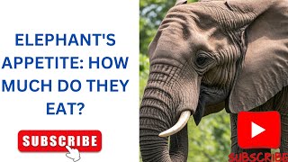 ELEPHANT'S VORACIOUS APPETITE; HOW MUCH FOOD DO THEY CONSUME?