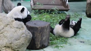 20210913 吃個竹葉一直鬧 圓圓幾度甩圓寶(午餐下) Giant Panda Yuan Yuan \u0026 Yuan Bao