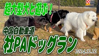 パーキングエリアのドッグランで超大型犬たちと遊んだよ！／大型犬散歩