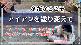 【pinoの庭】冬だからこそ出来る！アイアンのフェンスを塗装して、クレマチスとモッコウバラを誘引して、春に花の壁を！するがクレマチスのジャックマニー系新旧両枝咲きトマホーク、ビルドリヨン