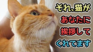 猫が人にしている挨拶４つ！仲良し度がアップする返事の仕方とは？