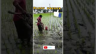 #paddy weeder #நெல் #agriculture #இயற்கை வழி வேளாண்மை #விவசாய #களை எடுக்கும் கருவி#organic