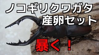 【クワガタ カブトムシ生活】 産卵セット 割り出し ノコギリクワガタ（壱岐ノコ）