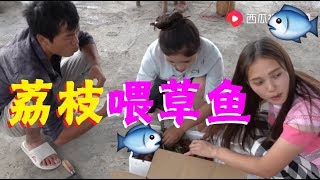 【湘妹小北】嫂子家人寄來的荔枝，為何小北拿去餵魚，太可惜