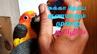 சுக்கா நோய் குணமாகும் முறை தமிழில் (sukka medicine for sunconnur