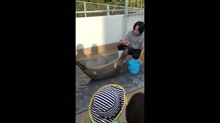 【アザラシ】アザラシの生態　新潟市水族館マリンピア日本海