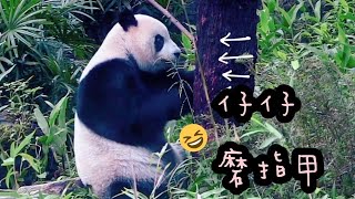 圓仔抱著樹幹抓呀抓，圓仔說：我指甲太長，要磨一磨|熊貓貓熊The Giant Panda Yuan Yuan and Yuan Bao|台北市立動物園