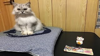 リアル招き猫 ムーたん