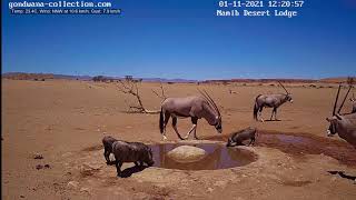 NamibiaCam: Little Warthog vs Oryx