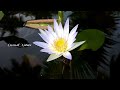 lotus bud താമര മൊട്ട് ആമ്പൽ ambal