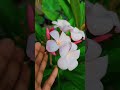 plumeria 🌸 white pink plumeria flowers gardening