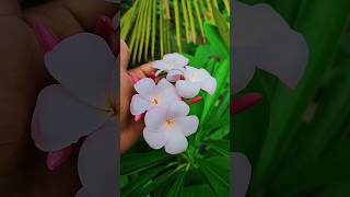 Plumeria 🌸 / White pink Plumeria / Flowers / Gardening