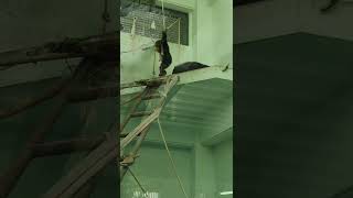 正月🎍④チンパンジー・ココちゃん・モコイチくん・モコちゃん♦Chimpanzee・・・沖縄こどもの国・Okinawa Zoo \u0026 Museum(20220103)