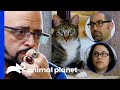 Cat Is Rushed To The ER After Eating A Towel! | My Cat From Hell