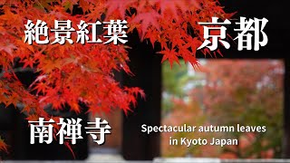 【京都紅葉】絶景紅葉名所 南禅寺 字幕解説 京都観光 風景写真 京都旅行/ Nanzenji Temple autumn leaves in Kyoto Japan#京都紅葉#南禅寺