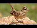 Indian Bushlark singing and cocking its tail