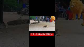 【思わず笑ってしまう動物ドッキリ】リラックスしてる犬の背後に... #dog #funny #ペット #動物 #犬 #猫 #animals #cat #トラ #ライオン