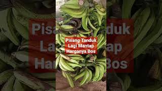 Pisang Tanduk Harganya Lagi Naik Bos