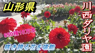 川西ダリヤ園　650種10万本のダリアが咲き誇る　花の楽園【山形県2021 09 29川西ダリヤ園】