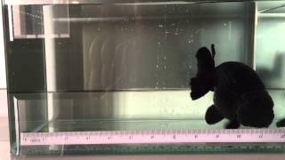 Black Ranchu