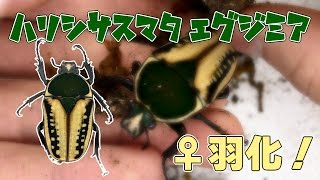 【上質！】ハリシサスマタカナブン 亜種エグジミアの繭玉割り Megalorhina harrisi eximia 【Part4：メス 羽化 掘り出し編】