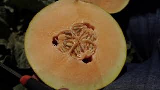 HYBRID MELON