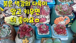 붉은 색감의 다육이는 더 신경써서 관리해야 해요 ㅎ 얼굴값 하는거죠 ㅋㅋ