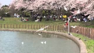 さいたまお花見散歩道③～岩槻城跡公園＆県民健康福祉村