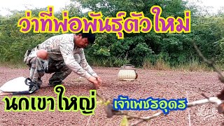 นกเขาใหญ่ เจ้าเพชรอุดร  หัดวิ่งคับ