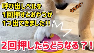 Vol.753 柴犬るな　呼び出しベルを押さないとおやつが貰えないシステムが面倒くさくて仕方がない柴犬​⁠@shiba-dogg-lunachannel0913