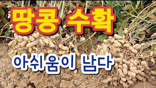 땅콩 수확 아쉬움이 남습니다 #땅콩수확시기 #주말농장 #도시농부