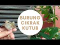 Mengenal Lebih Dekat Burung Cikrak Kutub, Review dan Rilis Burung