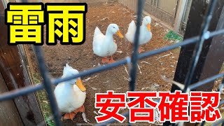 雷雨後、外で暮らす動物達の安否確認をしました。