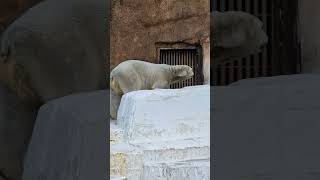 立ちん坊ホウちゃん🐻‍❄ホッキョクグマ😃【天王寺動物園】4K