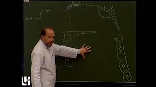 TC 2 : Anatomie clinique de la cavité orale [Clinical anatomy of the oral cavity]