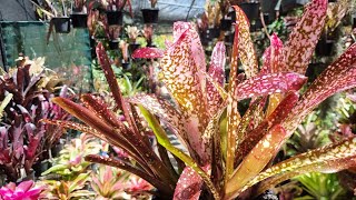 Growing Bromeliads-part 3- Billbergia.