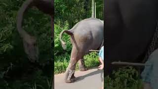 ആന കലിപ്പിലാണ്#elephant #hot