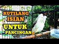 Suara Burung Kutilang Gacor full isian alam Ampuh buat masteran kutilang isian bahan