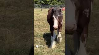 Clydesdale mare Allumettes Reese