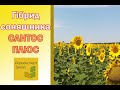 Соняшник Сантос Плюс 🌻, опис гібриду 🌻 - насіння в Україні