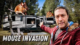 BATTLING A MOUSE INVASION IN OUR RV✨RV LIVING EP190