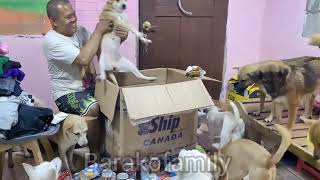 unang package na natanggap ng aming barakofamily ngayon taon #barakofamily #doglover #pets